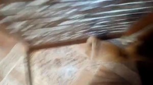 Кот поймал мышь