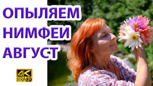 Опыляем нимфеи