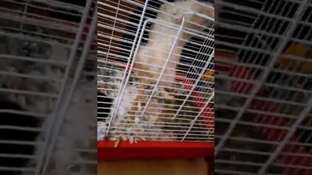 Песчанка Даша любит погрызть клетку смотреть онлайн