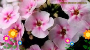 Флокс метельчатый Юник Биколор. Краткий обзор, описание phlox paniculata Younique Bicolor