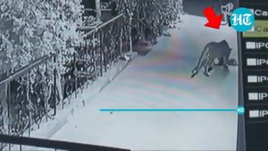 Леопард утащил спящую собаку с крыльца и попал на видео