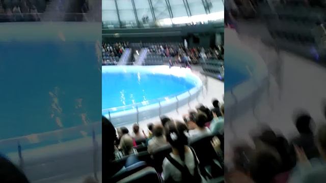 Морские котики класс в дельфинарии часть1?? смотреть онлайн