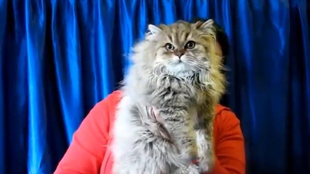 Персидская золотая шиншилла - выставка кошек PCA