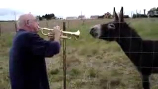 Музыкальный осёл.