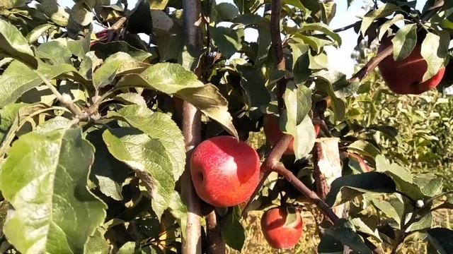 яблоня Саммер ред смотреть онлайн