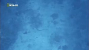 Самые опасные животные  Морские глубины  HD 2009