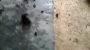 Снять шпильки на бензопиле чемпион