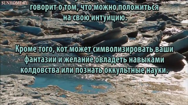 К чему снятся Коты сонник, толкование сна смотреть онлайн