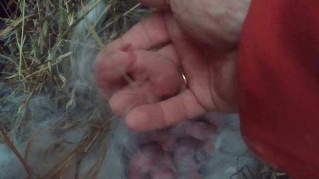 КЛЕТКИ ДЛЯ КРОЛИКОВ С МАТОЧНИКАМИ В САРАЕ ДЛЯ КРОЛЬЧИХ И КРОЛЬЧАТ разведение кроликов смотреть онлайн