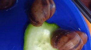 Как вывести улитку из спячки ??? Ахатина, АрхАхатина ?? улитята погибли
