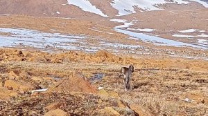 Оленёнок северного оленя потерялся и ищет важенку.