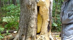 Дикий мёд из Башкортостана Бортевой мёд Wild honey