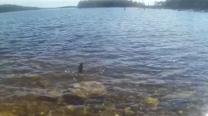 Сегозеро, отличная рыбалка на форель.