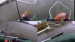 Два лучших цвета силикона на щуку и судака