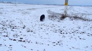 Черная немецкая овчарка Вольф 9 мес.Пинск.