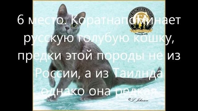 Самые редкие породы кошек.