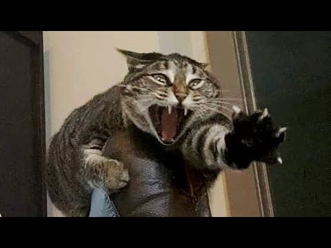 Коты 2022 смешные кошки Новые приколы с котами до слез Я СМЕЯЛСЯ ПОЛЧАСА Funny cats