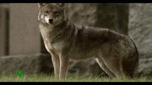 Топ-5 САМЫХ УДИВИТЕЛЬНЫХ И НЕОБЫЧНЫХ ГИБРИДОВ ЖИВОТНЫХ смотреть онлайн