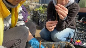 Пересылка растений почтой. Отправка лилейников весной! / Сад Ворошиловой