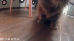 Кошка ворует колбасу Приколы 2015 самые смешные в рунете