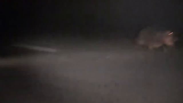 БЕГЕМОТ В ДЕЛЕ! Бегемот против льва, диких собак, крокодила, слона, носорога. смотреть онлайн