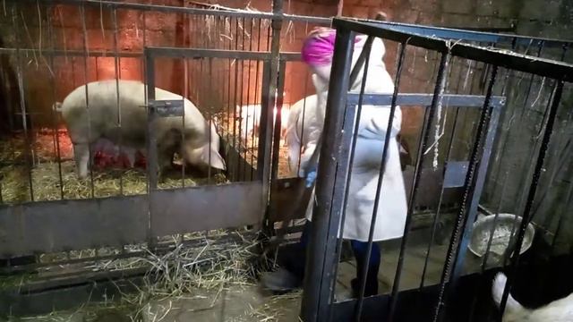 Вечерняя уборка сарая. Без помощника как без рук....