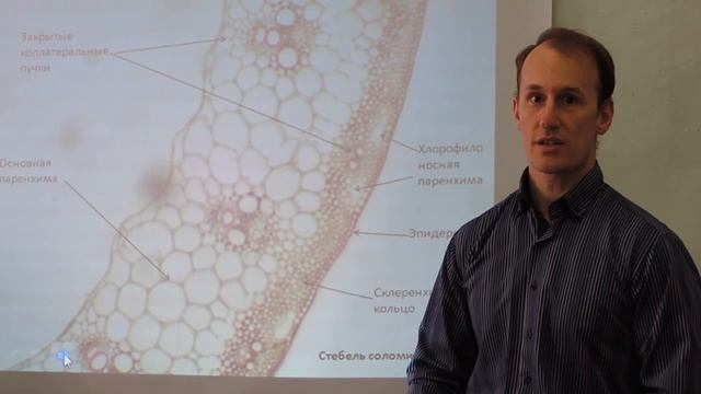 Анатомическое строение стебля
