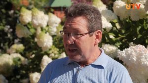 Выращиваем метельчатую гортензию в горшках