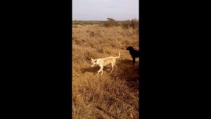 Интересные факты про овец(Interesting facts about sheep).