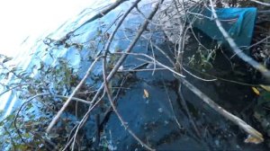 Ловля ЩУКИ на ОКЕ осенью! Джиг с берега. Спиннинг в Подмосковье.