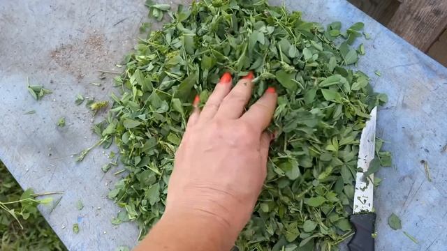 Куры Молодки обгоняют Старых Кур Выращиваю Индюков без Метродиназола