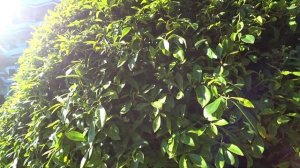 В санатории ЗНАНИЕ/Территория, пляж и столовая/Вечерний сервис