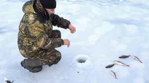 Это невероятно! Безмотылка в Астраханской области.