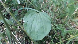 КАКИЕ ТРАВЫ МОЖНО ДАВАТЬ МОРСКИМ СВИНКАМ?