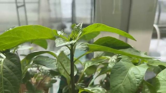 ВЫРАЩИВАНИЕ РАССАДЫ смотреть онлайн