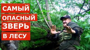 Кто САМЫЙ ОПАСНЫЙ зверь в лесу? Как не нарваться на конкретные проблемы???
