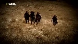 Саблезубый тигр - неустрашимый убийца.