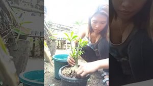 How to repot rotrain adenium bonsai?