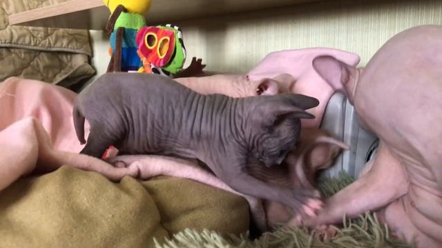 Маленькие котята Сфинкс | Отрывок из будней ? #сфинкс смотреть онлайн