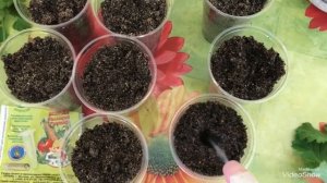 Осеннее Черенкование Королевской Пеларгонии.