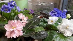 Чтобы Фиалки цвели Шапкой? Почему мало цветов?