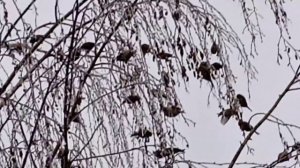 Стая чижей.