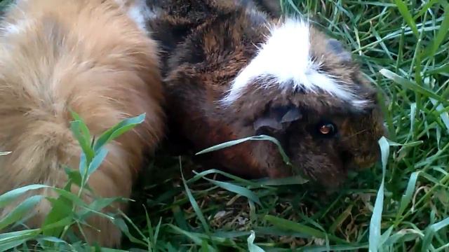 Морские свинки смотреть онлайн