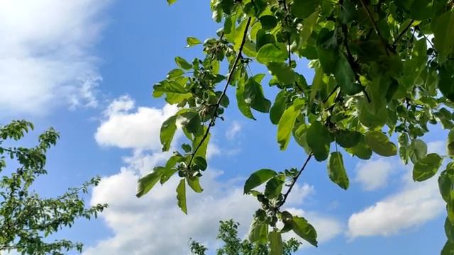 Почему нужно есть огурцы: 8 подтвержденных полезных свойств смотреть онлайн