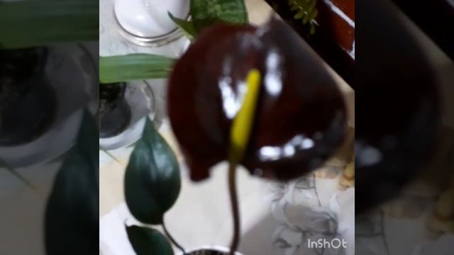 #антуриум #цветёт #красота #цветочки Черный антуриум .Цветение. смотреть онлайн