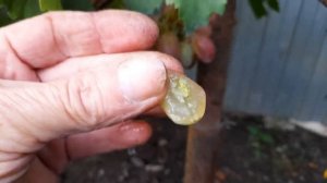 Виноград Виктор. 26.08.23г. Самара т. 89277329034