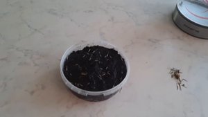 Моментальное проращивание семян бархатцев кипятком!