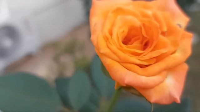 Муж, свекровь и золовка решили распорядиться квартирой жены,полученной в наследство, не спрашивая е смотреть онлайн