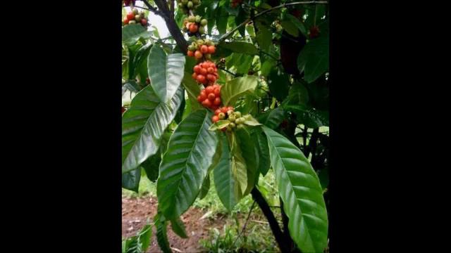 Kaffee, Heilpflanze смотреть онлайн