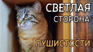 Кошачьи игры: Светлая сторона "пушистости"